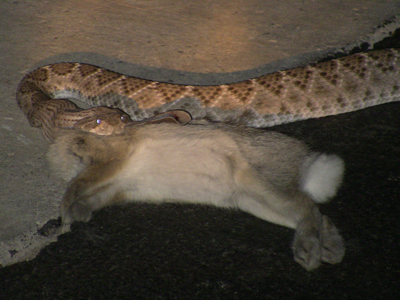 snake2